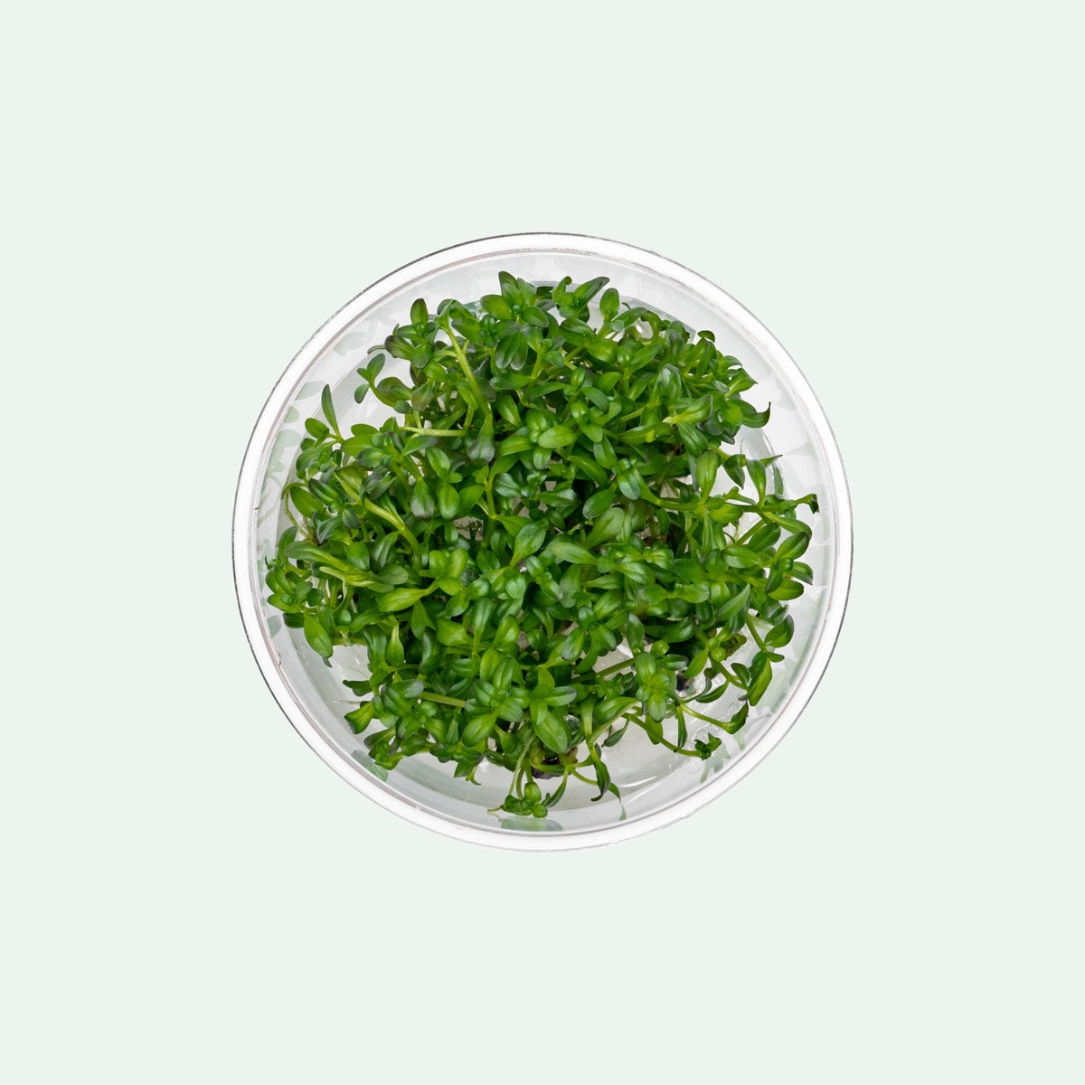 Rotala Florida Sunset Aquarium Stem Plant | Shop Rare Rotala Glass Aqua