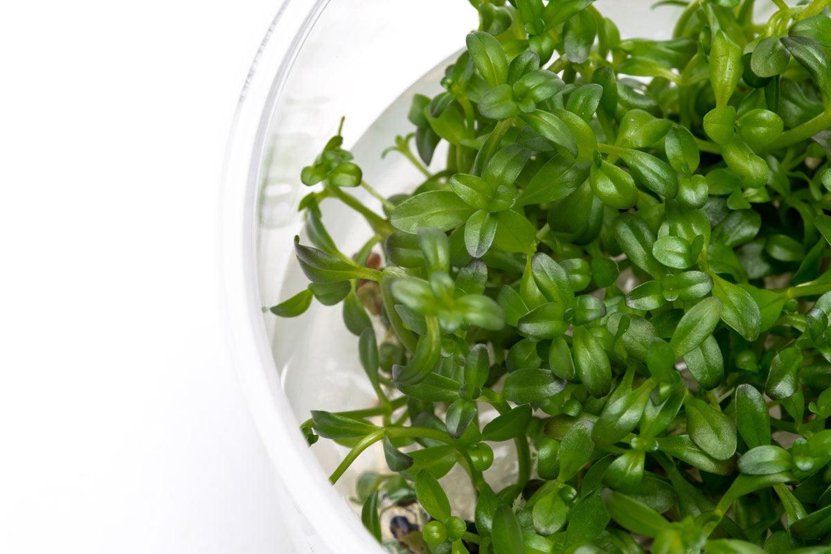 Rotala Florida Sunset Aquarium Stem Plant | Shop Rare Rotala Glass Aqua