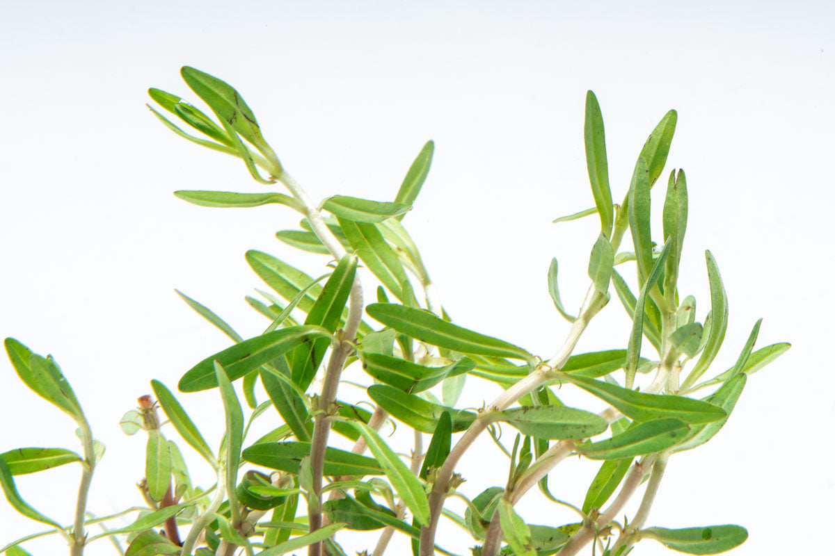Rotala Florida Sunset Aquarium Stem Plant