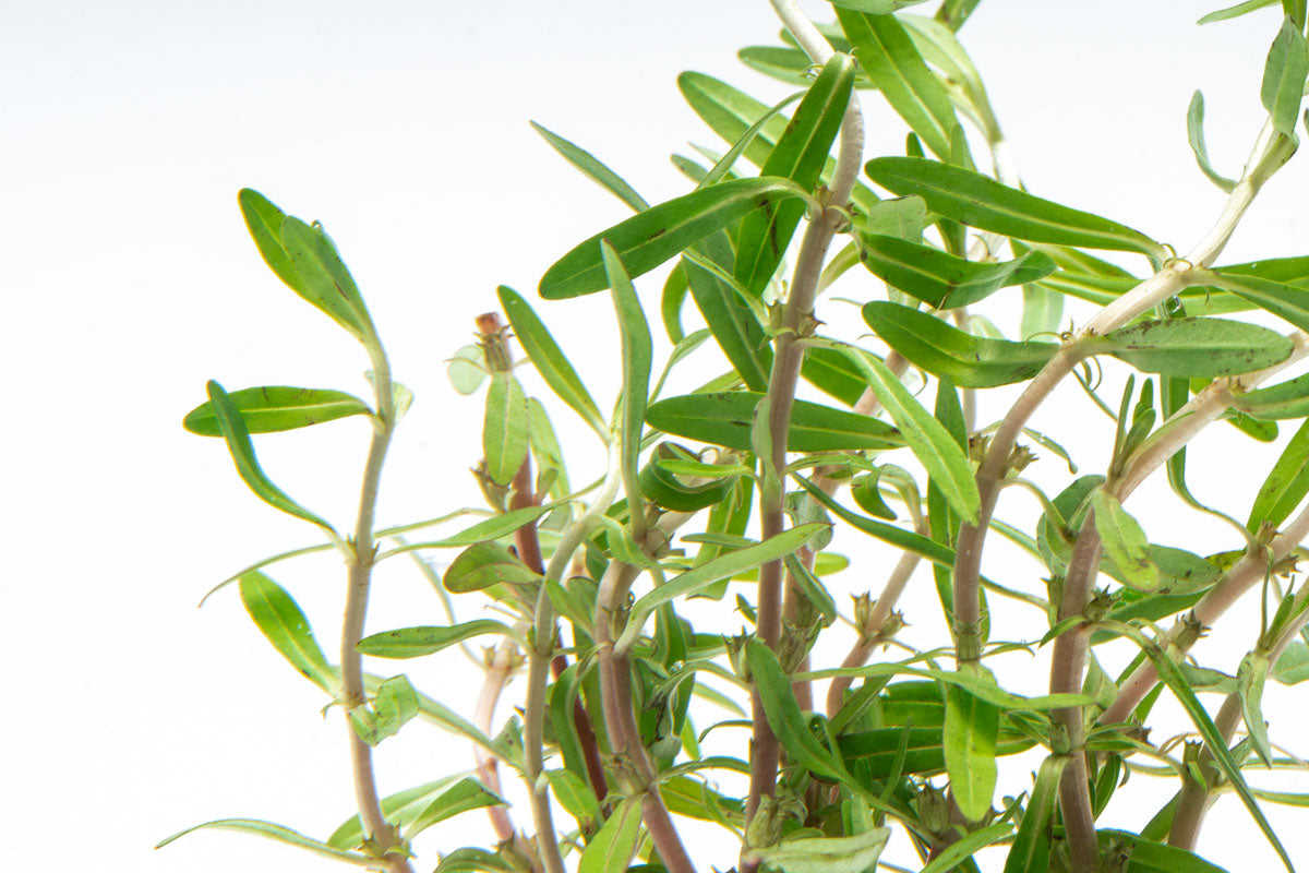 Rotala Florida Sunset Aquarium Stem Plant