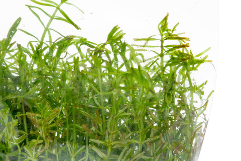 Rotala Vietnam Tissue Culture | Pest Free Aquarium Plants - Glass Aqua