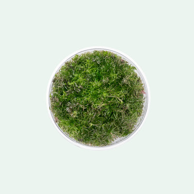 Rotala Wallichi Tissue Culture | Shop Aquarium Stem Plants - Glass Aqua