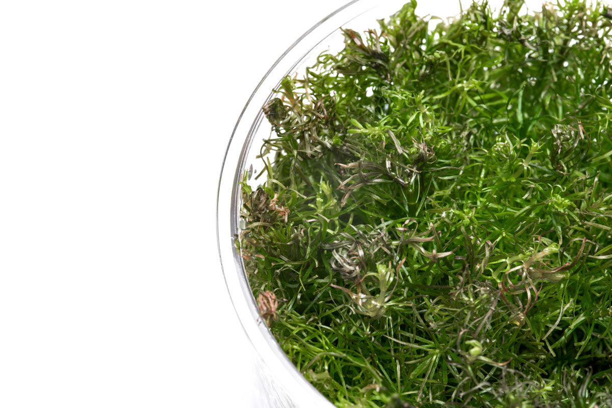 Rotala Wallichi Tissue Culture | Shop Aquarium Stem Plants - Glass Aqua