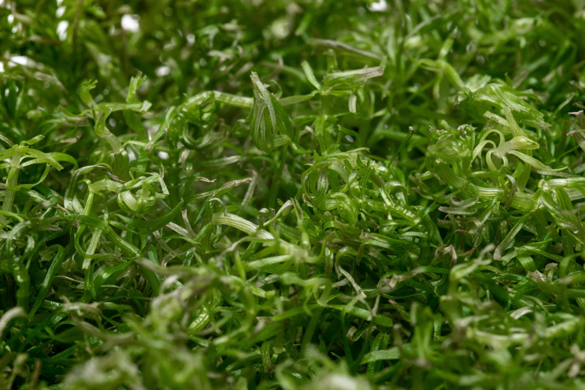 Rotala Wallichi Tissue Culture | Shop Aquarium Stem Plants - Glass Aqua