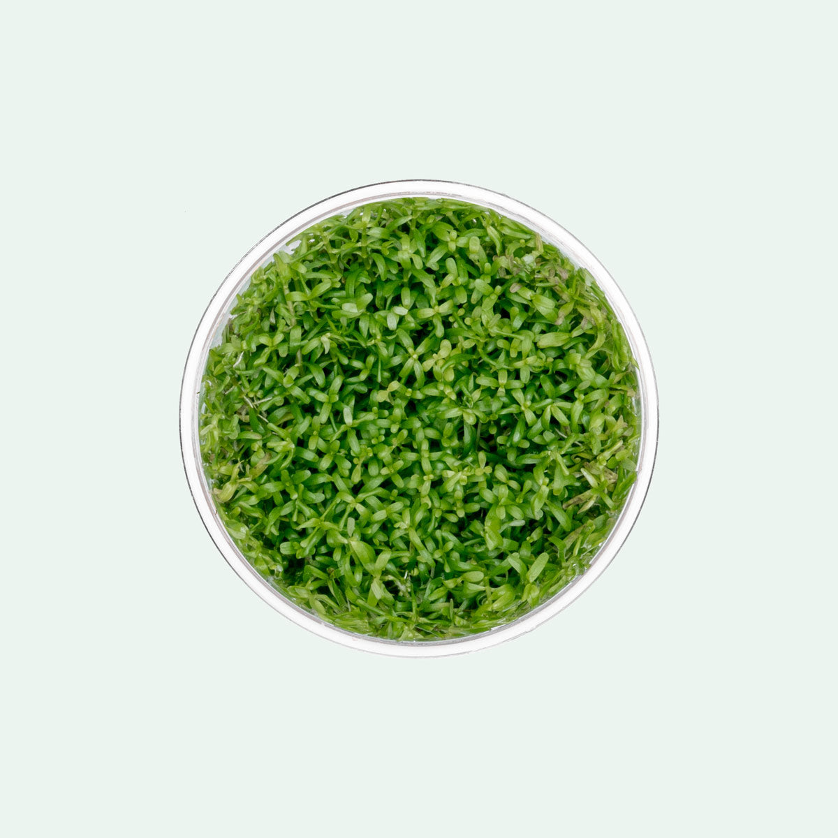 Rotala Wayanad Tissue Culture | Shop Aquatic Stem Plants - Glass Aqua