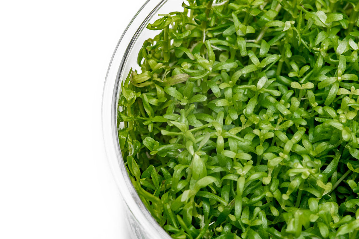 Rotala Wayanad Tissue Culture | Shop Aquatic Stem Plants - Glass Aqua