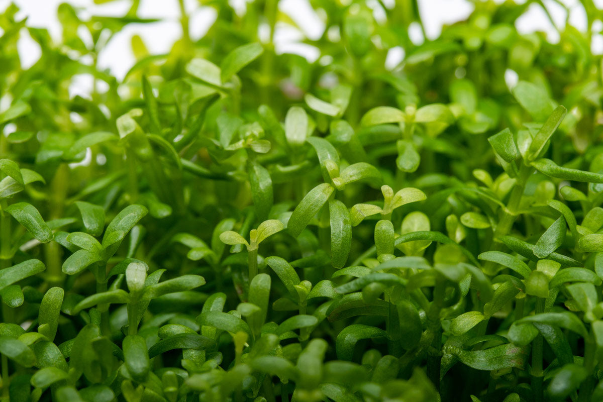 Rotala Wayanad Tissue Culture | Shop Aquatic Stem Plants - Glass Aqua