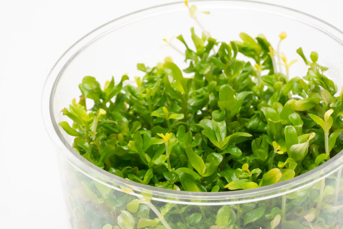 Shop Rotala Manipurensis Tissue Culture Aquatic Plants - Glass Aqua