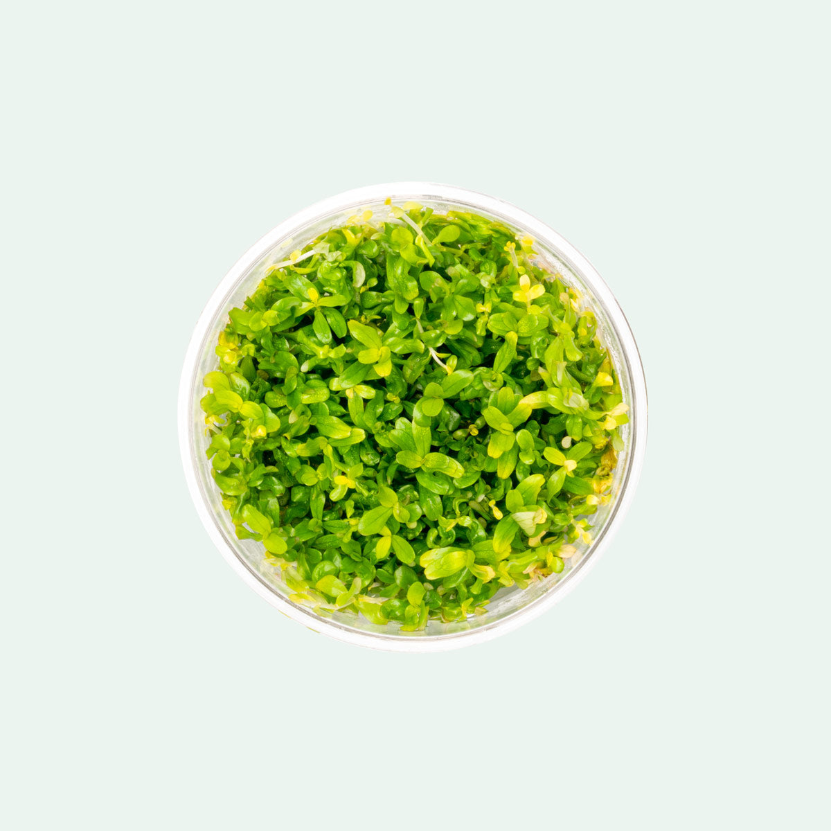Shop Rotala Manipurensis Tissue Culture Aquatic Plants - Glass Aqua