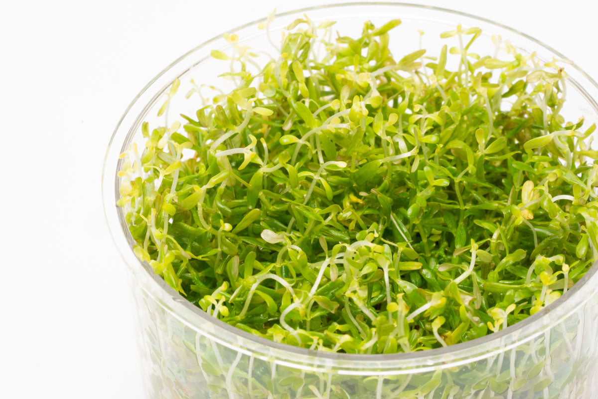 Shop Rotala Mexicana Bangladesh Tissue Culture Aquatic Plants - Glass Aqua