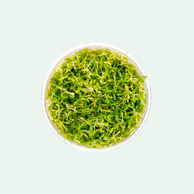 Shop Rotala Mexicana Bangladesh Tissue Culture Aquatic Plants - Glass Aqua