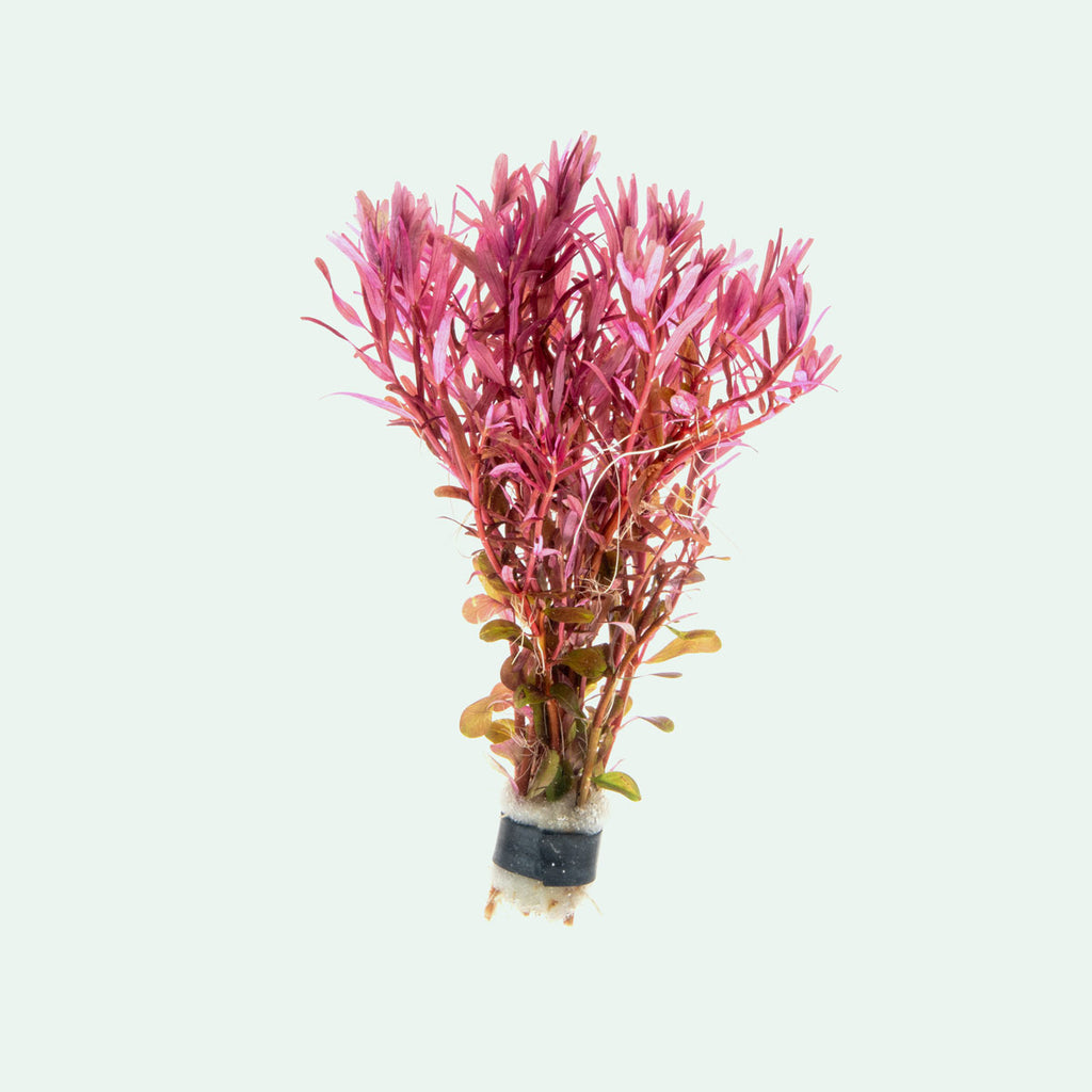 Rotala Narrow Leaf Red Live Aquatic Aquarium Plant for Planted Tanks