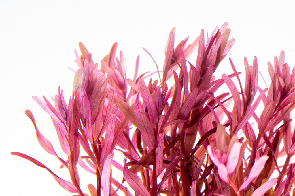 Rotala Narrow Leaf Red Live Aquatic Aquarium Plant for Planted Tanks