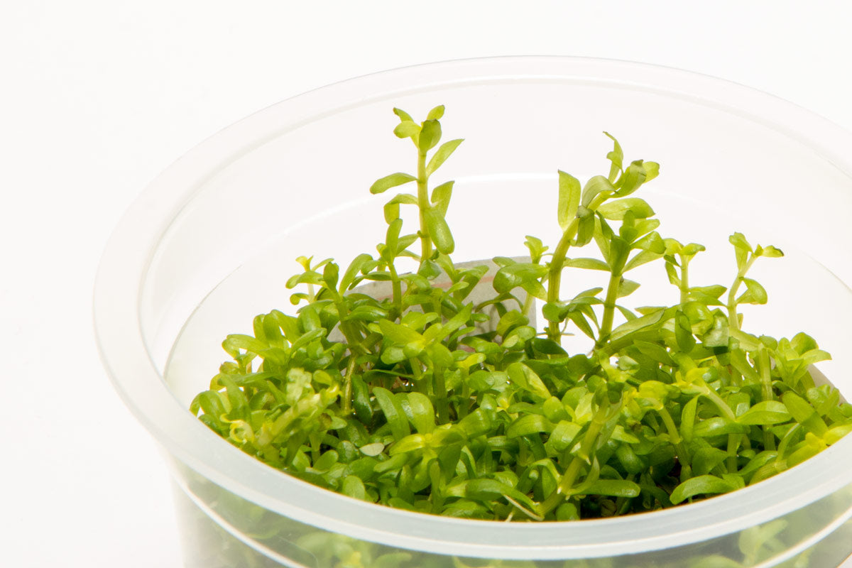Shop Rotala Wayanad Aquatic Plants - Glass Aqua
