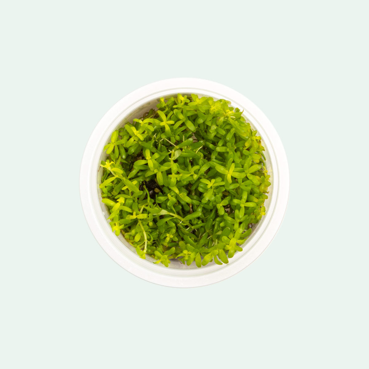 Shop Rotala Wayanad Aquatic Plants - Glass Aqua