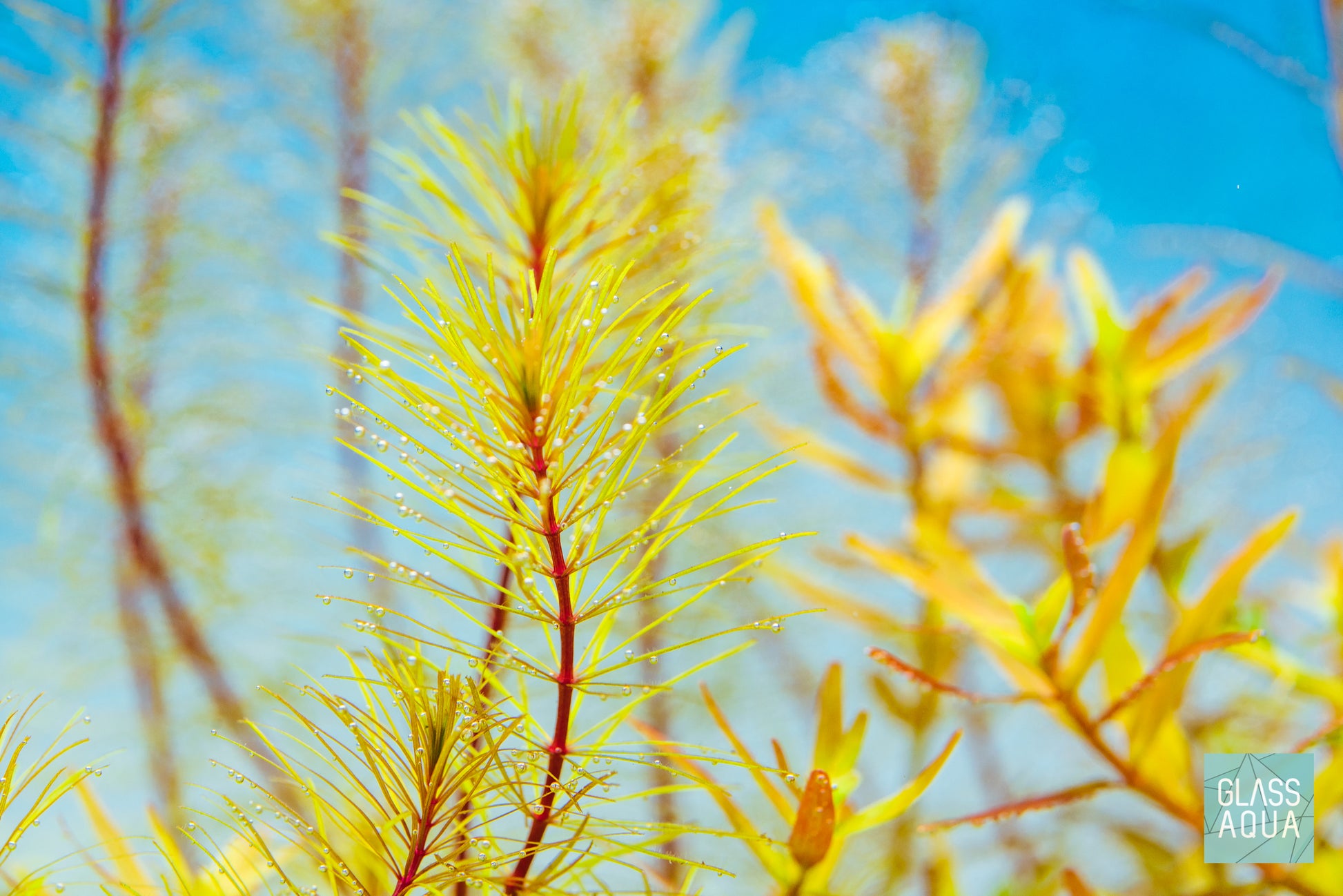 Rotala Vietnam - Glass Aqua