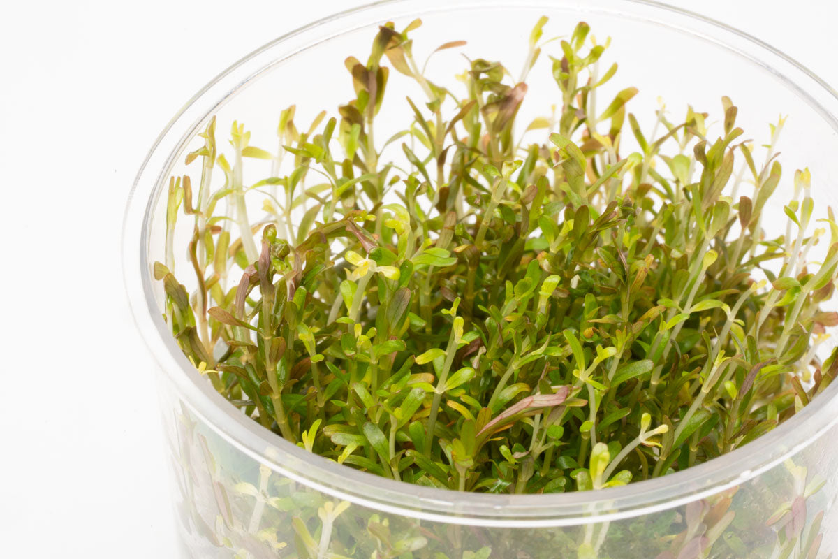 Shop Rotala H'Ra Tissue Culture Aquatic Plants - Glass Aqua
