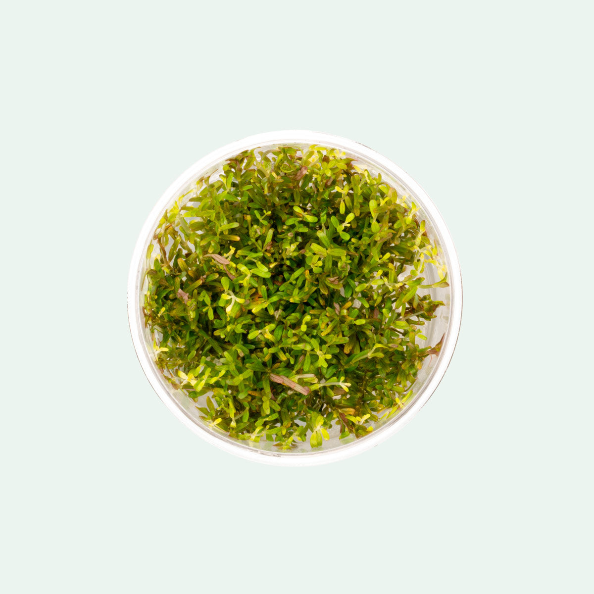 Shop Rotala H'Ra Tissue Culture Aquatic Plants - Glass Aqua