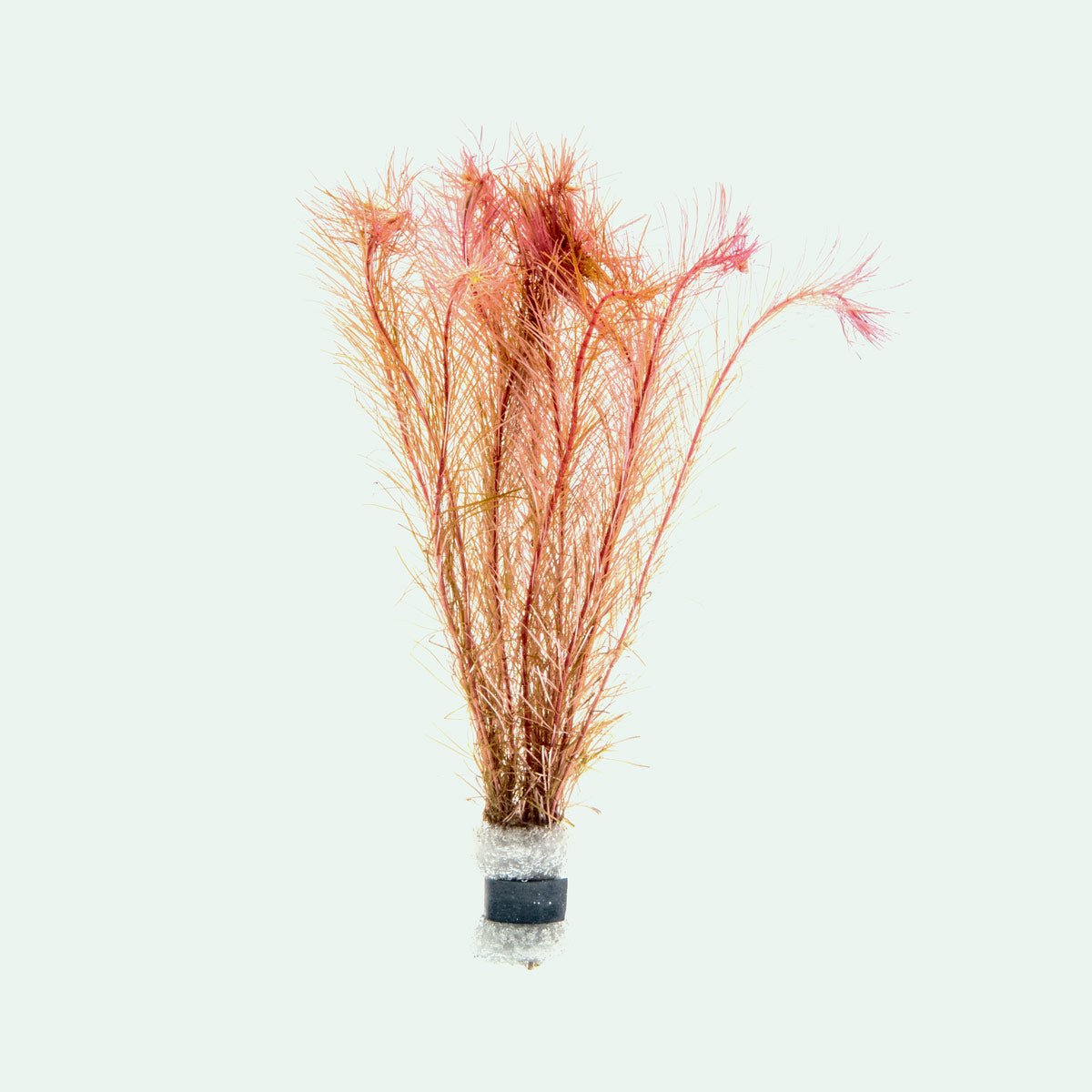 Rotala Wallichii Aquarium Aquatic Stem Plant - Glass Aqua