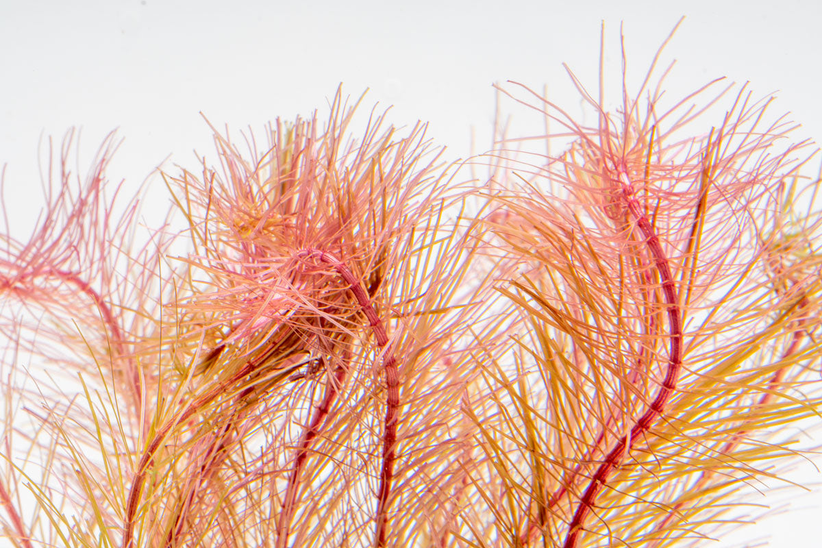Rotala Wallichii Aquarium Aquatic Stem Plant - Glass Aqua