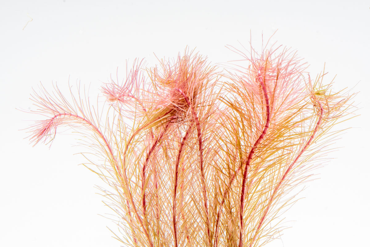 Rotala Wallichii Aquarium Aquatic Stem Plant - Glass Aqua