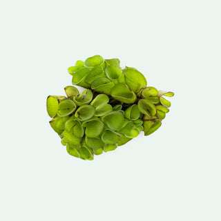 Shop Salvinia Cucullata Aquatic Plants - Glass Aqua