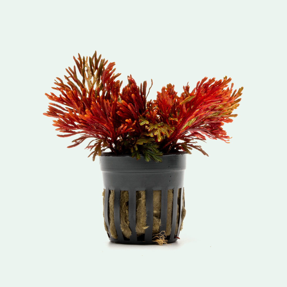 red terrarium plants Ruby Red Club Moss - Selaginella - 2" Pot