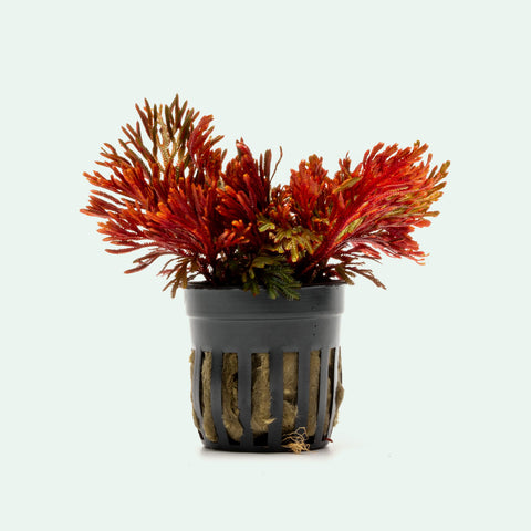 Selaginella Erythropus Sanguinea Red Club Moss Easy Terrarium Plant