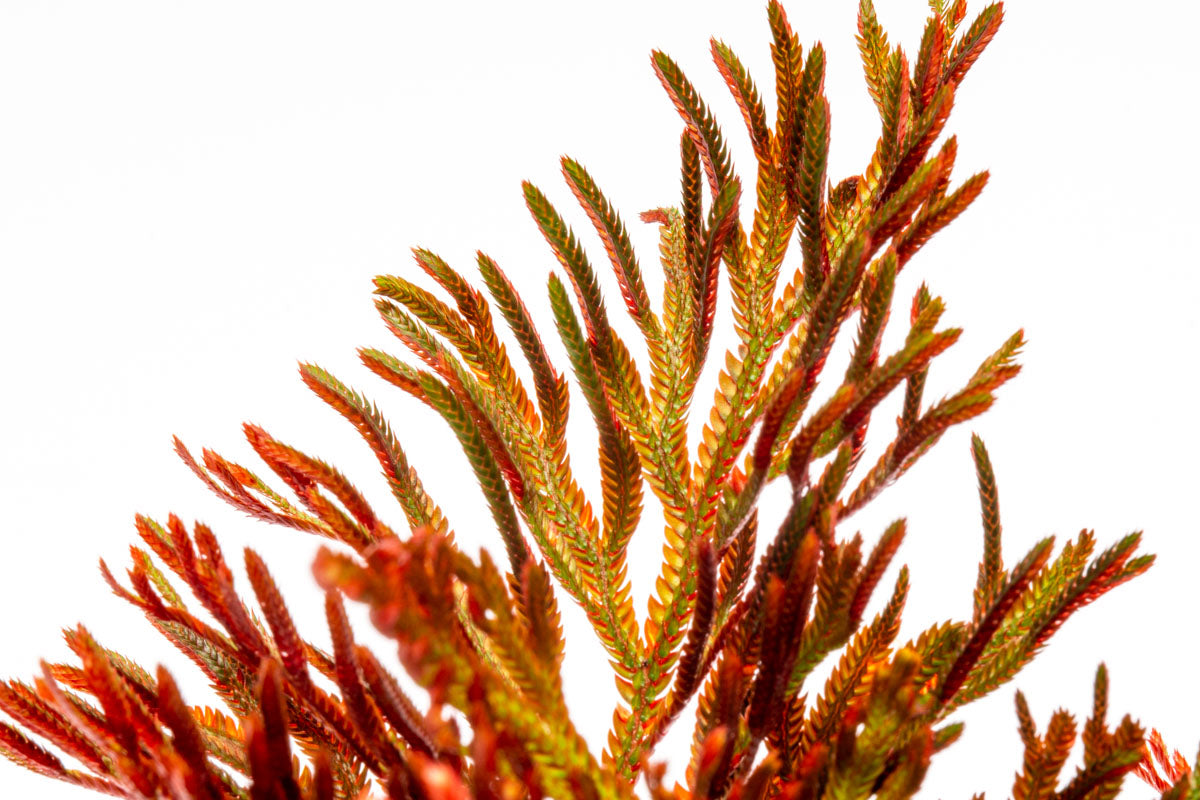 Selaginella Erythropus Sanguinea Red Club Moss Easy Terrarium Plant