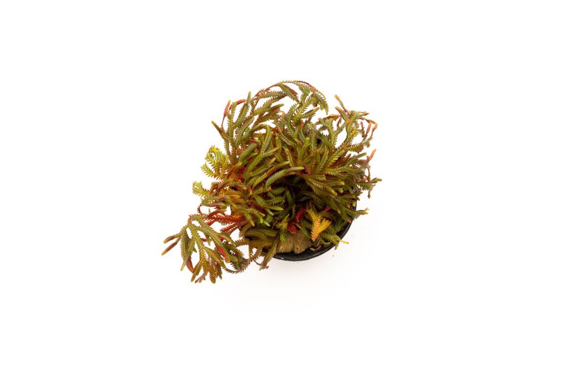 Selaginella Erythropus Sanguinea Ruby Red Club Moss