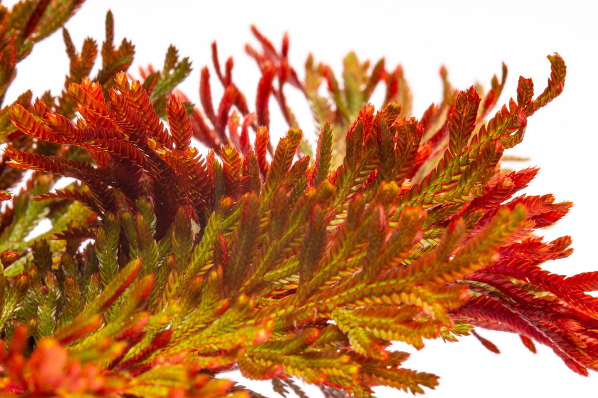 Selaginella Erythropus Sanguinea Red Club Moss Easy Terrarium Plant