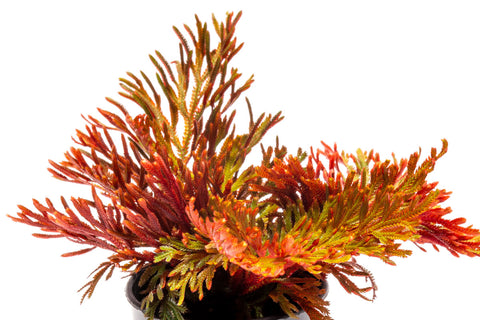 Selaginella Erythropus Sanguinea Red Club Moss Easy Terrarium Plant