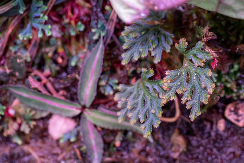 Selaginella Erythropus Sanguinea Ruby Red Club Moss