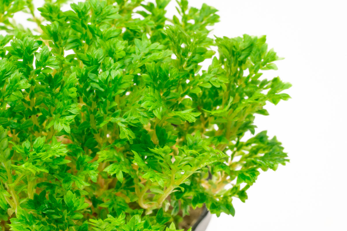 Selaginella Indonesia Club Moss Spike Moss Easy Terrarium Plant