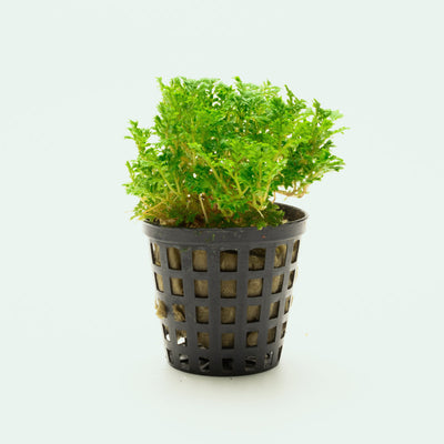 Selaginella Indonesia Club Moss Spike Moss Easy Terrarium Plant