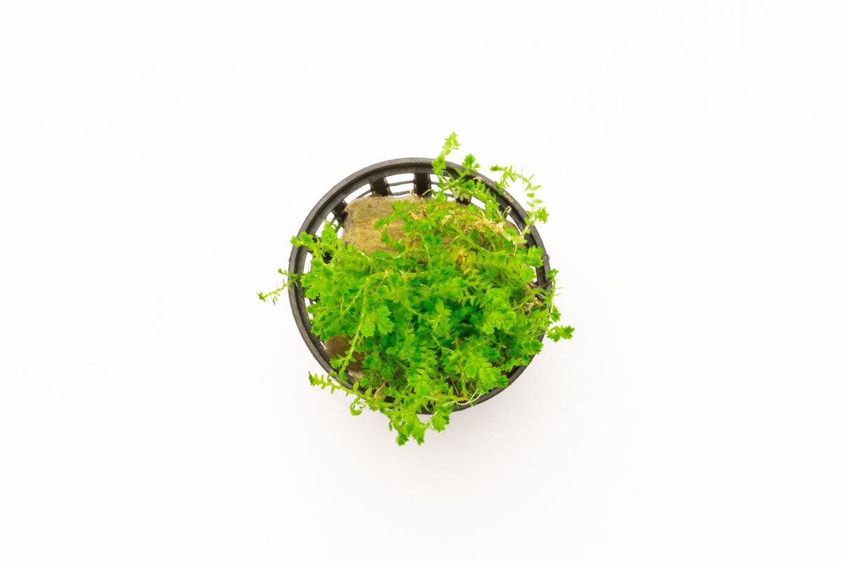 Selaginella Kraussiana Club Moss Easy Terrarium House Plant