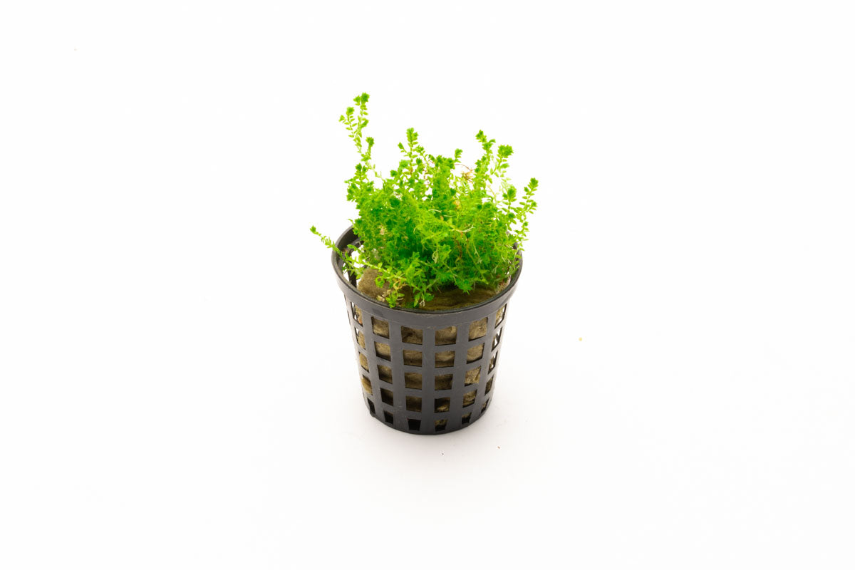 Selaginella Kraussiana Club Moss Easy Terrarium House Plant