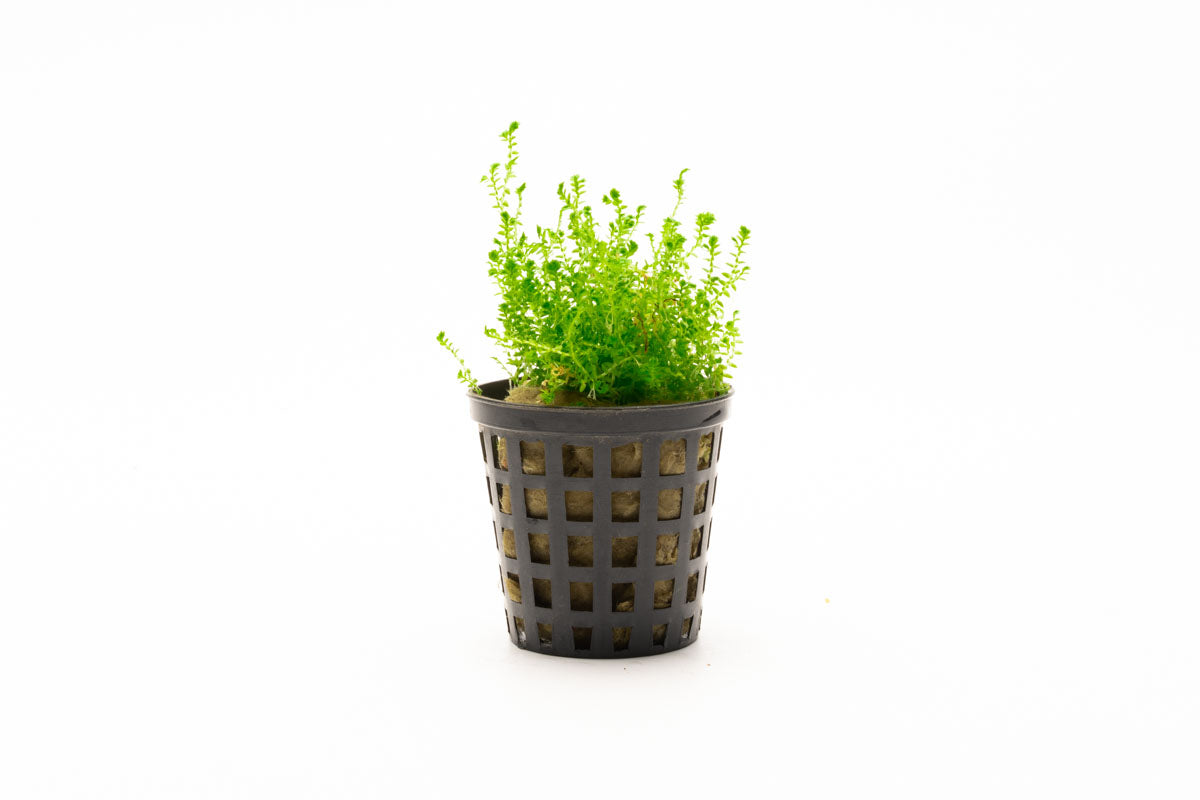 Selaginella Kraussiana Club Moss Easy Terrarium House Plant