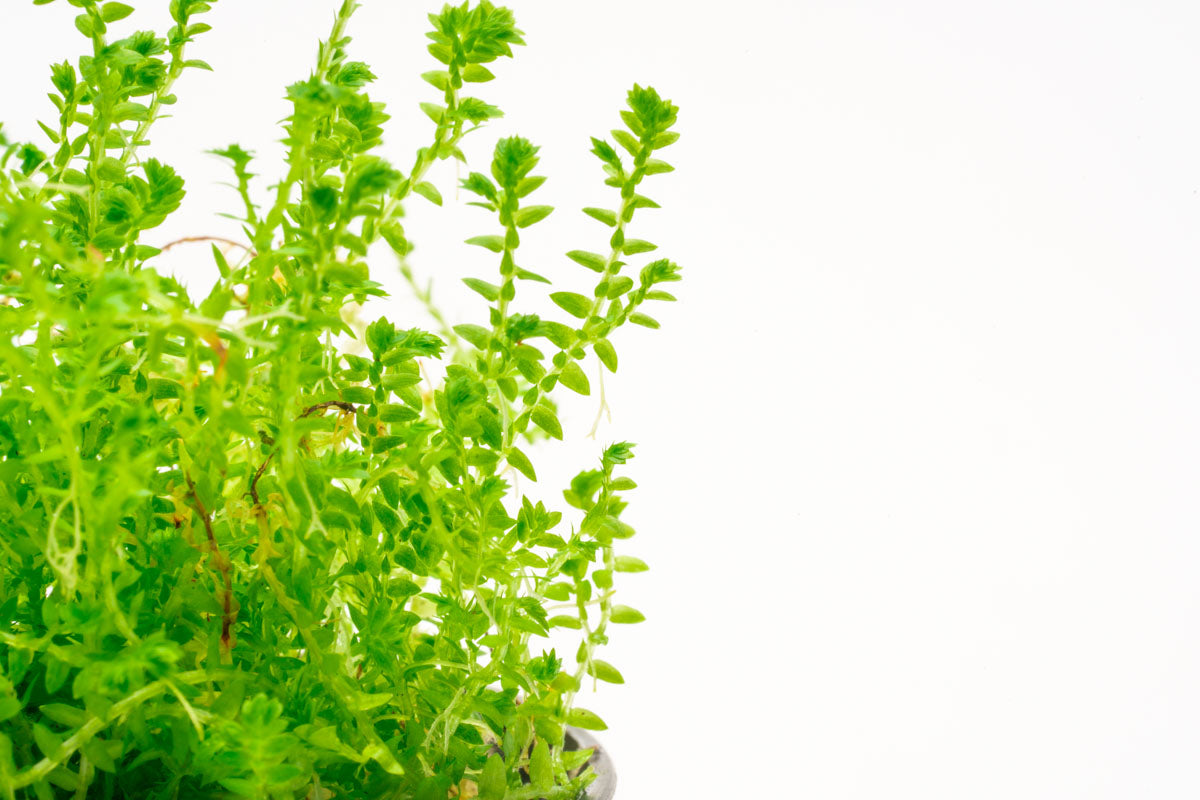 Selaginella Kraussiana Club Moss Easy Terrarium House Plant