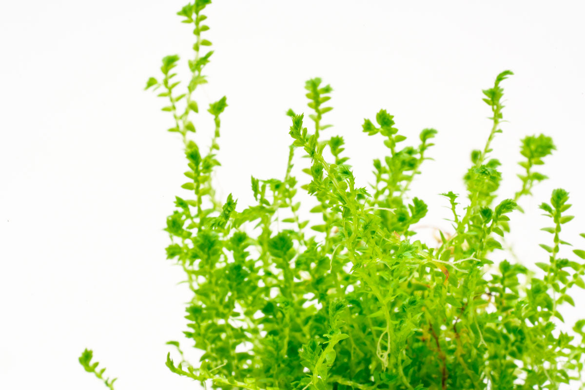 Selaginella Kraussiana Club Moss Easy Terrarium House Plant