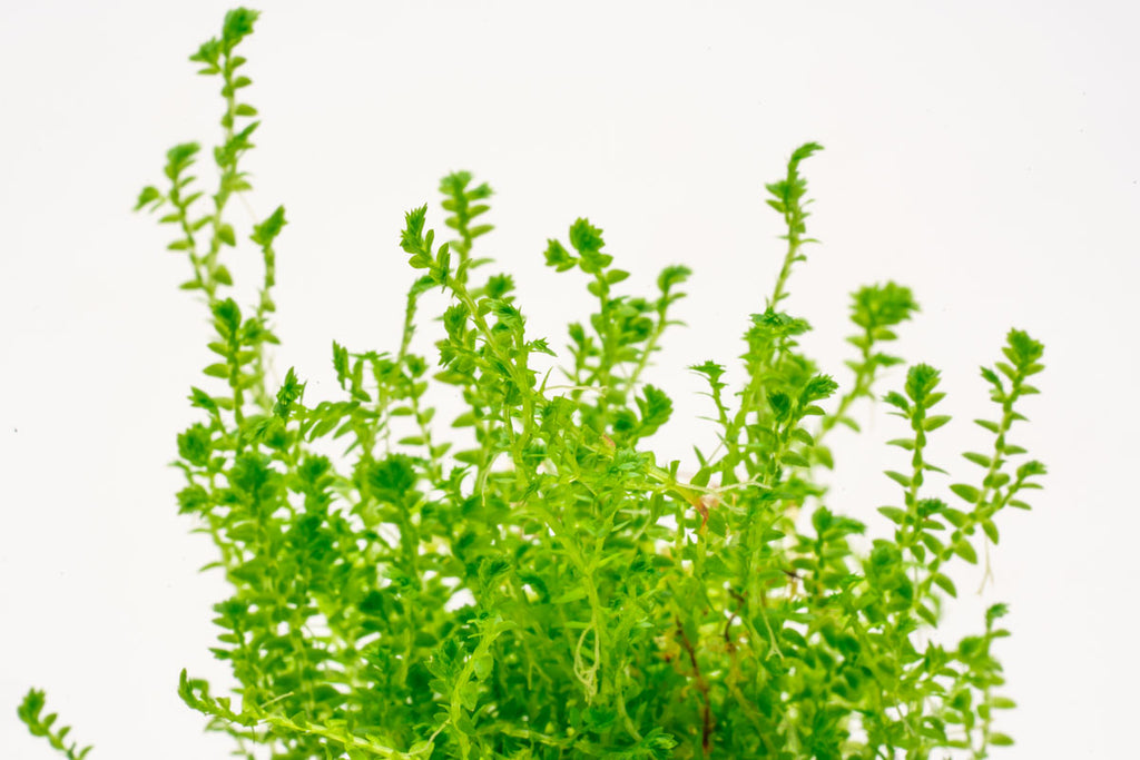 Selaginella Kraussiana Club Moss Easy Terrarium House Plant