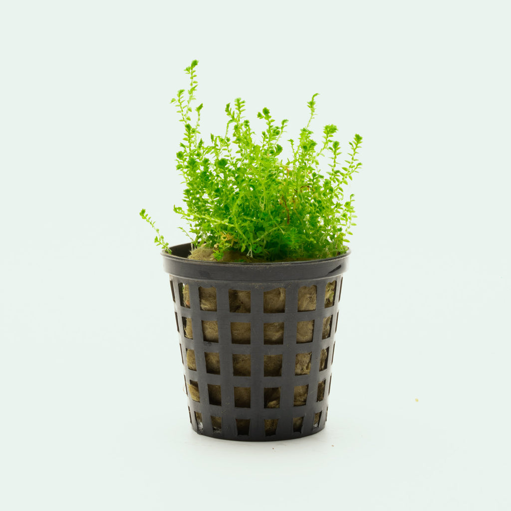Selaginella Kraussiana Club Moss Easy Terrarium House Plant