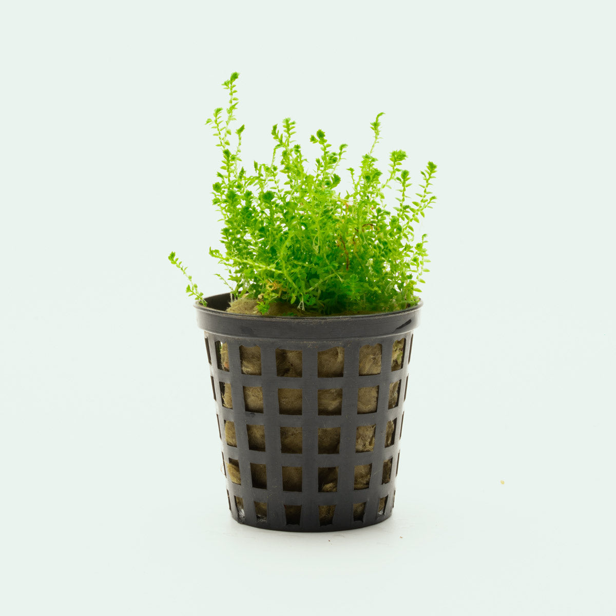 Selaginella Kraussiana Club Moss Easy Terrarium House Plant