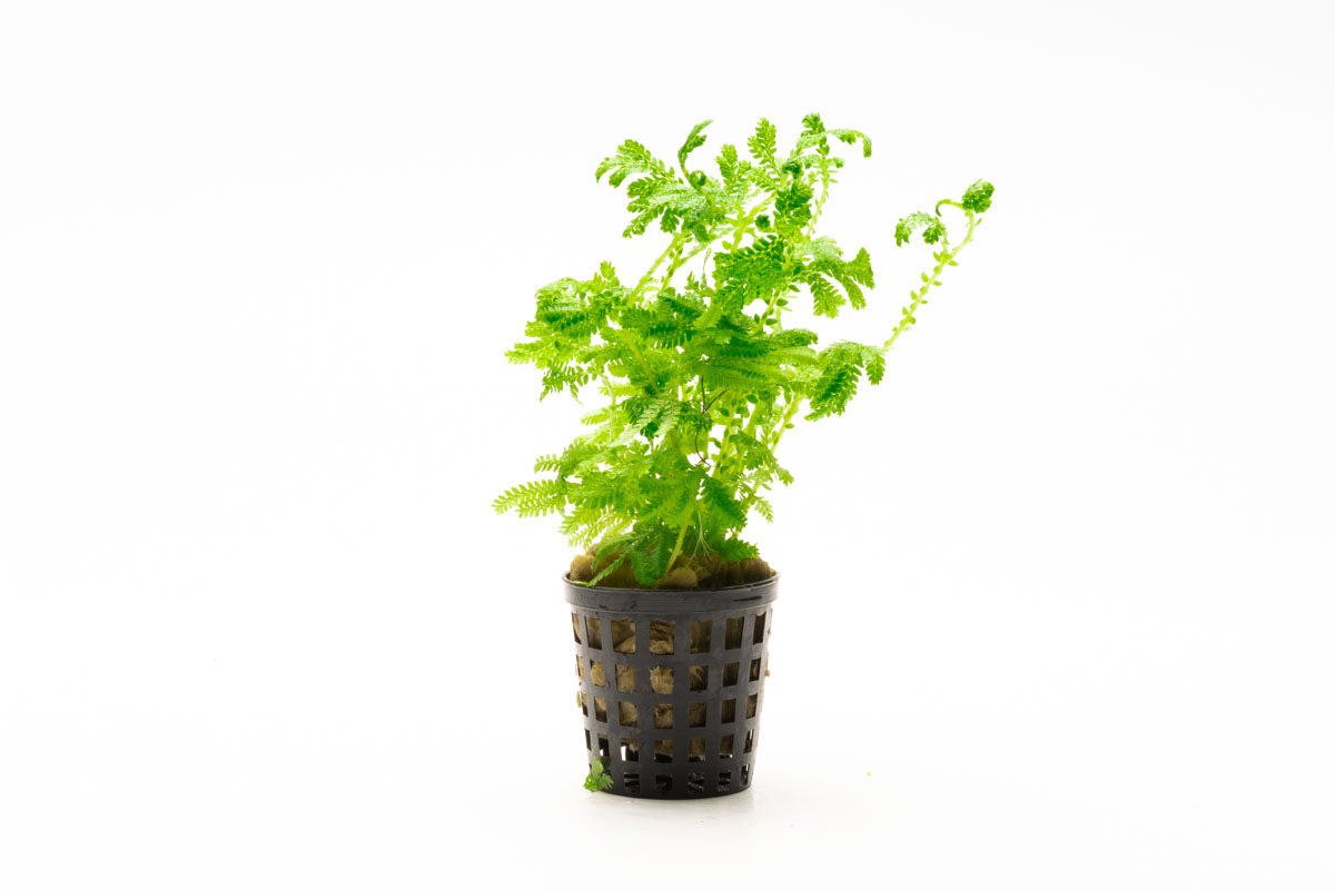 Selaginella Siamensis Hieron Club Moss Easy Terrarium Plant
