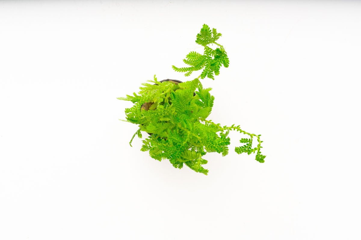 Selaginella Siamensis Hieron Club Moss Easy Terrarium Plant