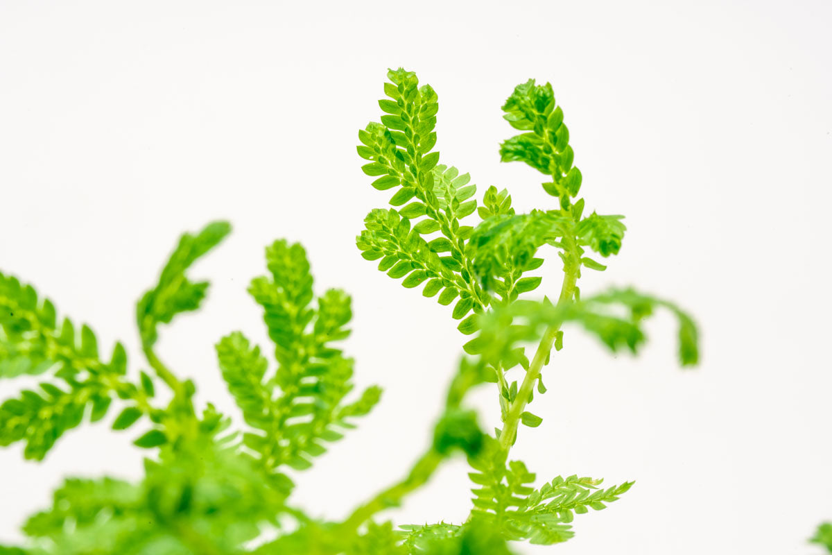 Selaginella Siamensis Hieron Club Moss Easy Terrarium Plant