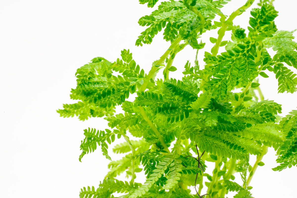 Selaginella Siamensis Hieron Club Moss Easy Terrarium Plant