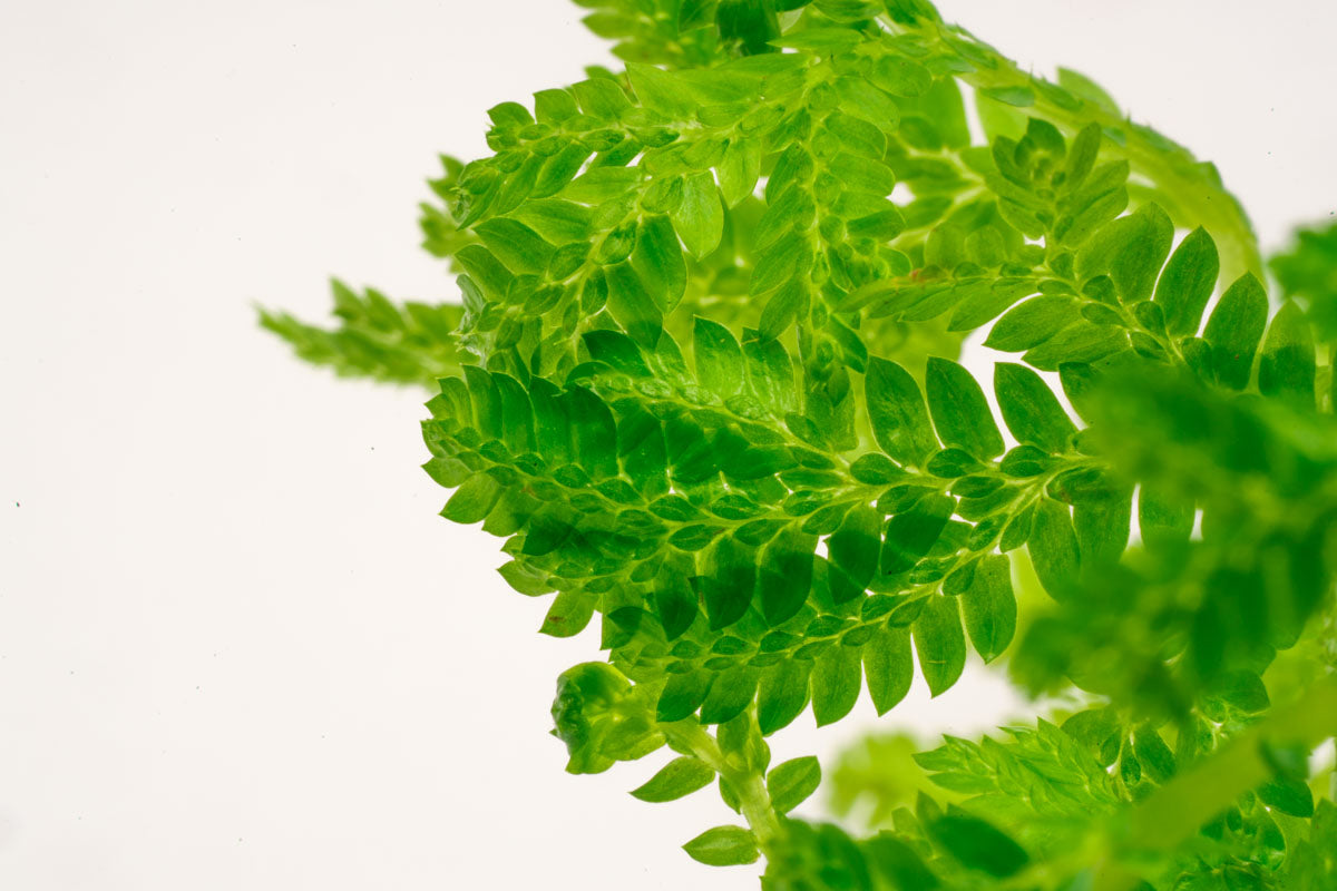 Selaginella Siamensis Hieron Club Moss Easy Terrarium Plant