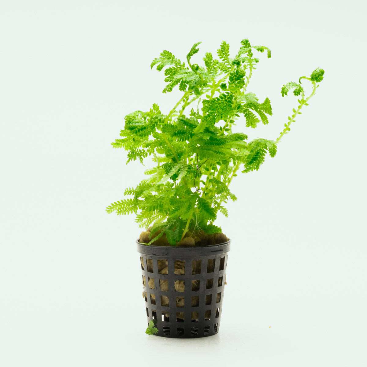 Selaginella Siamensis Hieron Club Moss Easy Terrarium Plant