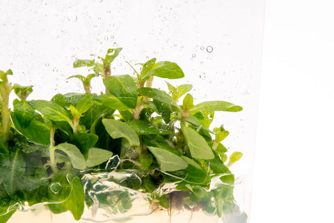 Staurogyne Repens Tissue Culture Aquarium Plant for Planted Tank